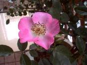 �N���b�N�Ŋg��\�� ( .jpg / 36.0KB )