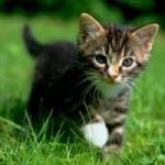 �N���b�N�Ŋg��\�� ( .jpg / 6.2KB )