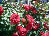 �N���b�N�Ŋg��\�� ( .jpg / 140.3KB )