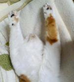 NbNŊg\ ( .jpg / 7.8KB )