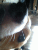 NbNŊg\ ( .gif / 45.9KB )