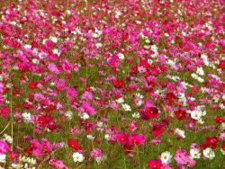 NbNŊg\ ( .jpg / 71.4KB )