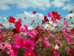 NbNŊg\ ( .jpg / 51.5KB )