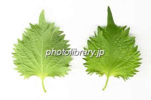 NbNŊg\ ( .jpg / 16.6KB )