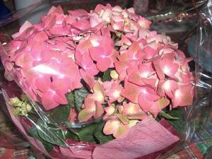 NbNŊg\ ( .jpg / 64.2KB )