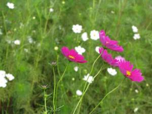 NbNŊg\ ( .jpg / 52.5KB )