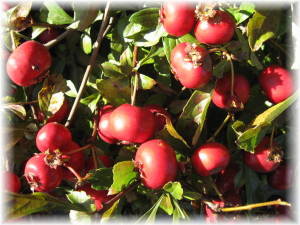 NbNŊg\ ( .jpg / 66.1KB )