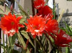 NbNŊg\ ( .jpg / 39.1KB )