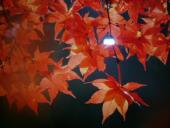 NbNŊg\ ( .jpg / 41.4KB )