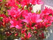 NbNŊg\ ( .jpg / 57.0KB )