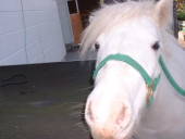 NbNŊg\ ( .jpg / 88.7KB )