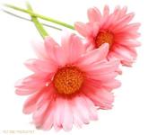 NbNŊg\ ( .jpg / 14.0KB )