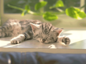 NbNŊg\ ( .png / 110.0KB )