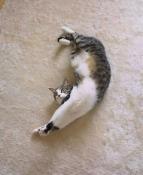 NbNŊg\ ( .jpg / 21.9KB )