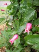 NbNŊg\ ( .jpg / 69.7KB )