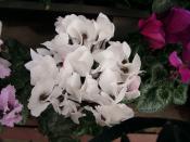 NbNŊg\ ( .jpg / 71.2KB )