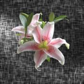 NbNŊg\ ( .jpg / 68.3KB )