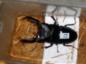 NbNŊg\ ( .jpg / 40.4KB )