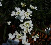 NbNŊg\ ( .jpg / 43.5KB )