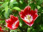 NbNŊg\ ( .jpg / 24.3KB )