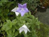 NbNŊg\ ( .jpg / 28.4KB )