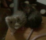 �N���b�N�Ŋg��\�� ( .jpg / 56.2KB )