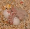 �N���b�N�Ŋg��\�� ( .jpg / 53.4KB )