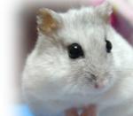 �N���b�N�Ŋg��\�� ( .jpg / 8.0KB )