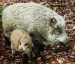 NbNŊg\ ( .jpg / 9.1KB )