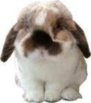 NbNŊg\ ( .jpg / 4.7KB )