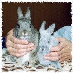 NbNŊg\ ( .gif / 43.8KB )