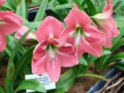 NbNŊg\ ( .jpg / 77.9KB )