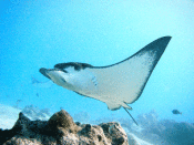 �N���b�N�Ŋg��\�� ( .gif / 63.6KB )