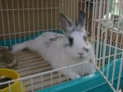 NbNŊg\ ( .jpg / 18.8KB )