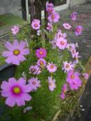 NbNŊg\ ( .jpg / 15.0KB )